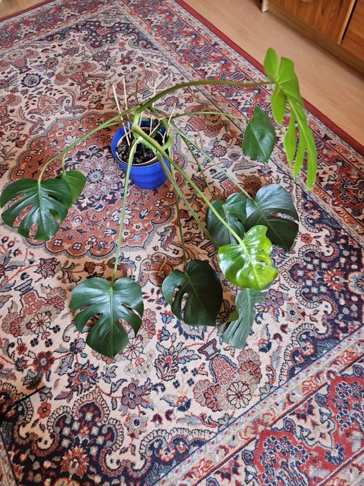 Monstera ok 60cm