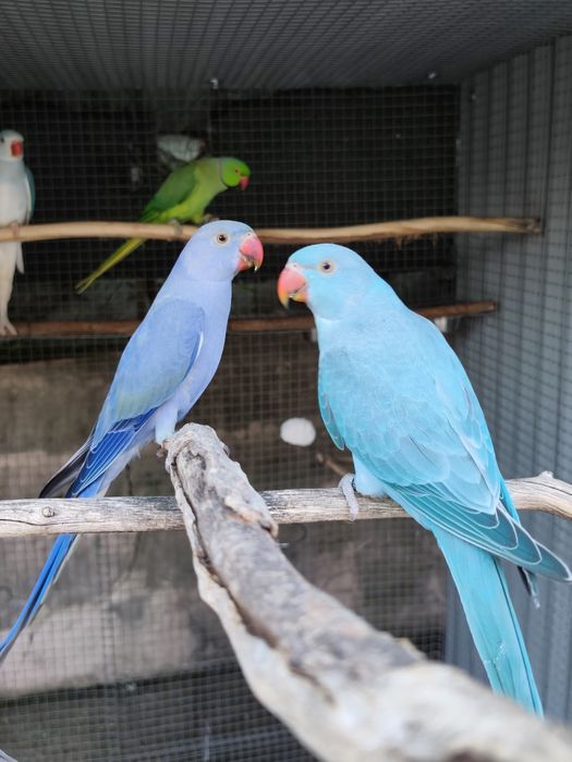 Ringnecks, para cedençia
