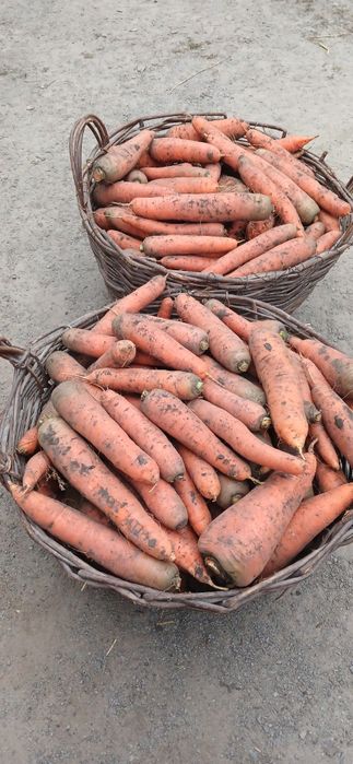 Продам моркву...