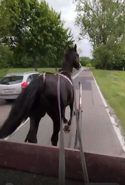 Sprzedam klacz Śląską, źrebna, programowa