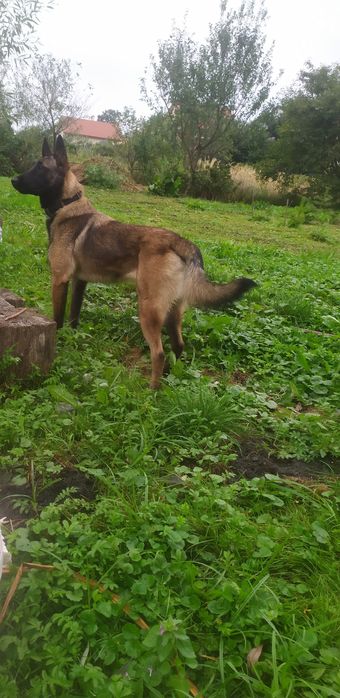 Малінуа Бельгійська вівчарка КСУ