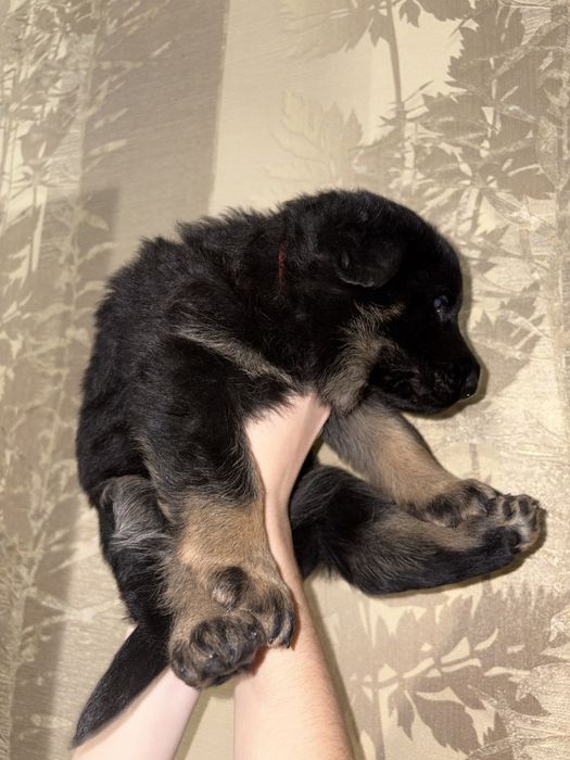 Цуценята німецької вівчарки, від батьків з родоводом