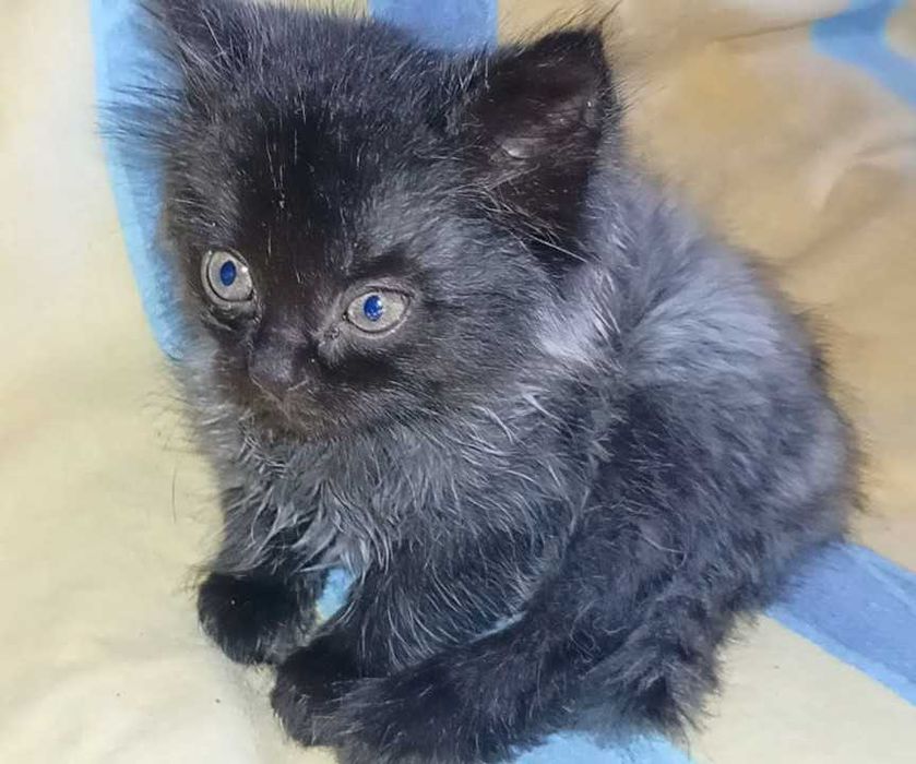 Котенок мальчик, 25.03