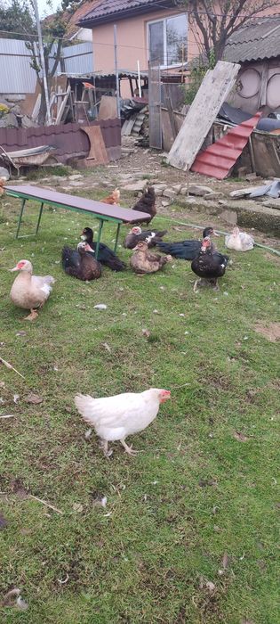 Качур Індо качка.Весна 25.