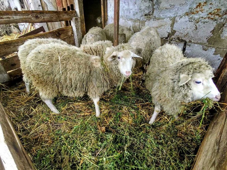 Продаються вівці, ярки, ягнята