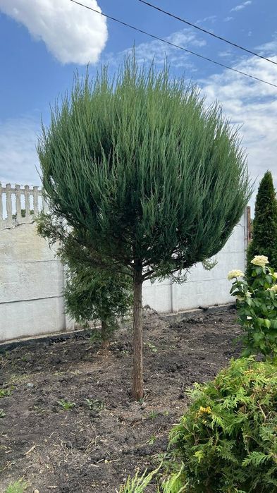 Обрізка плодових, фруктових дерев, обробка дерев, догляд за кущами