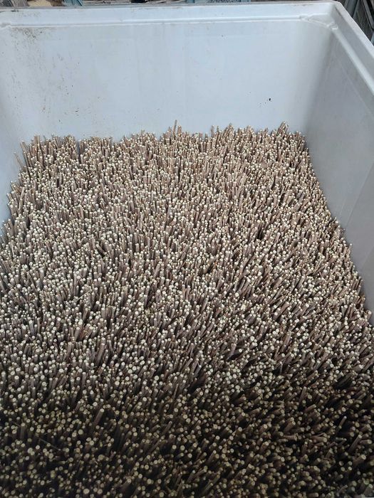 Sztobry, zrazy,  pędy - porzeczka czarna  różne odmiany, ukorzeniane