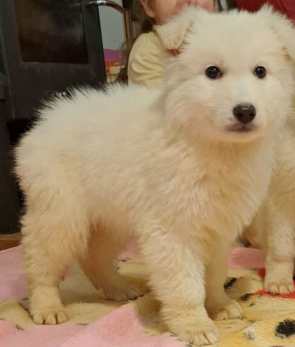 Biały Owczarek szwajcarski długowłosy  - piesek