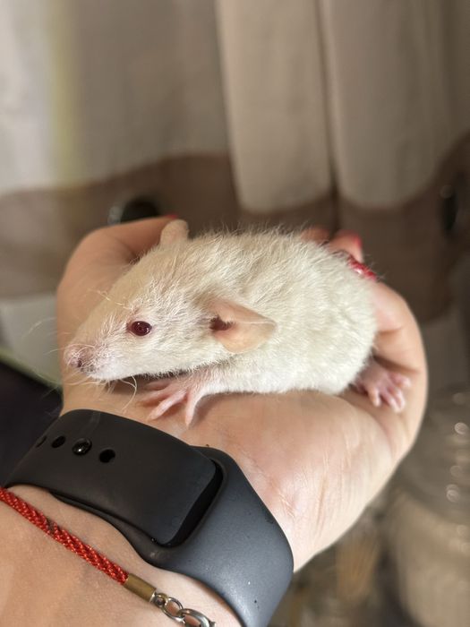 Ручні щурята дамбо / рекс