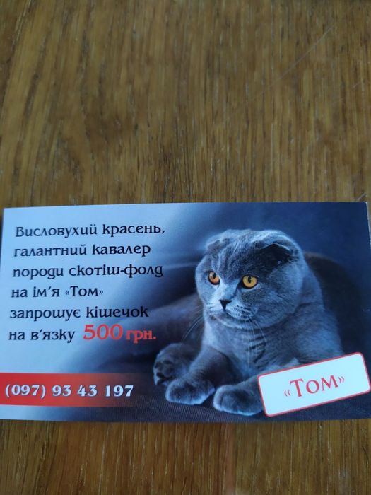 Вязка з висловухим красенем