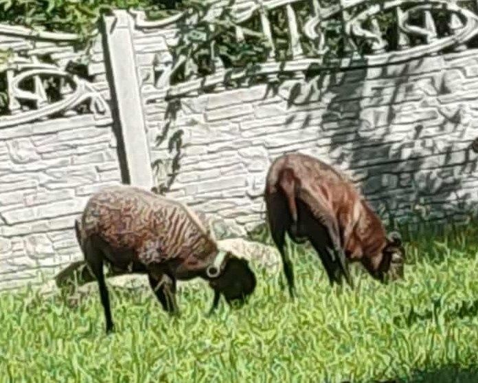 Owca i baran parka kamerunska