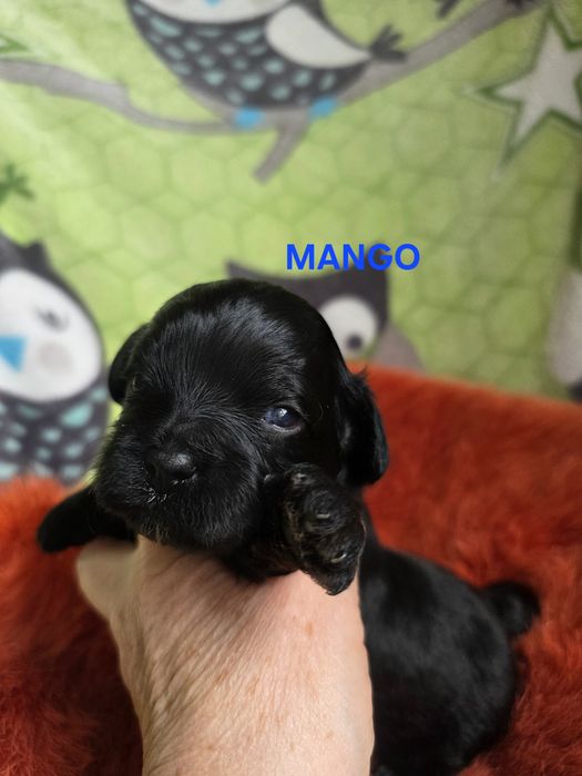 Shihpoo czarny chłopczyk