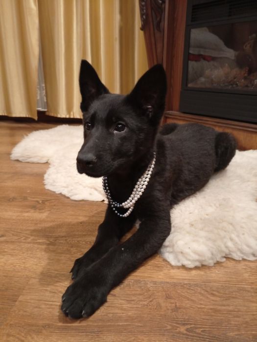 Щенки черной немецкой овчарки