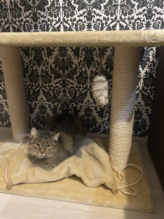 Дряпка для кота