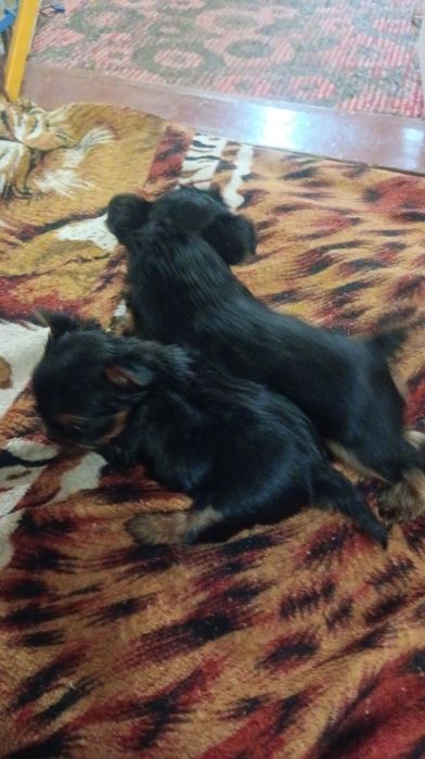 Продам мини йорка