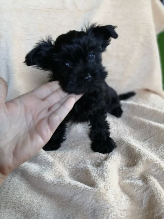 Yorkshire Terrier York Black Czarna Suczka