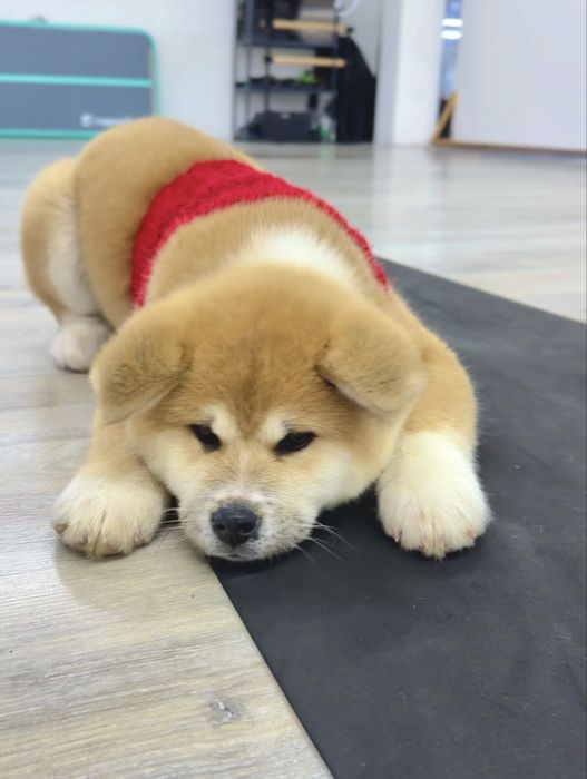 Красуня дівчинка Японська Акіта іну