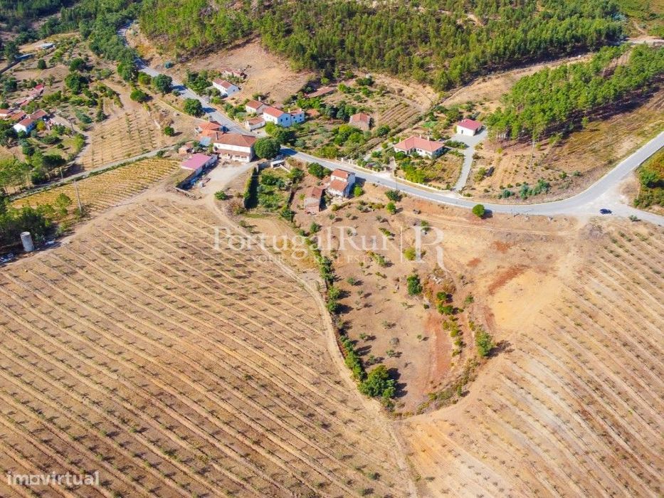 Quinta com 15 hectares de Olival e casa para recuperar em Mação