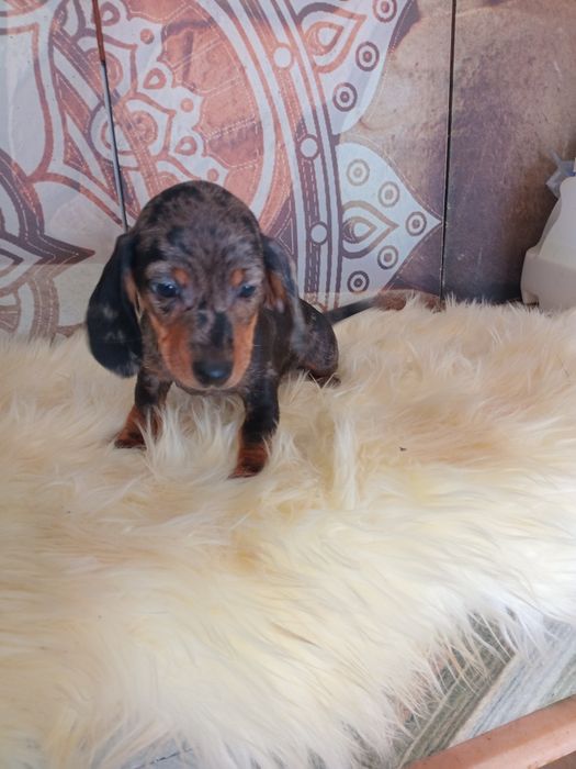 Excelente  fêmea miniatura pêlo curto