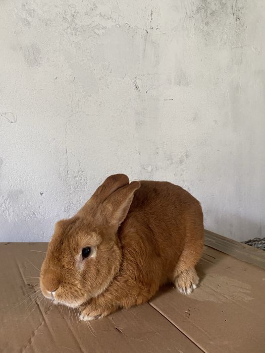 Samiec nowozelandzki czerwony