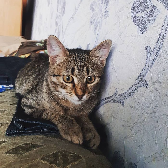 Подарую гарненьких кошенят