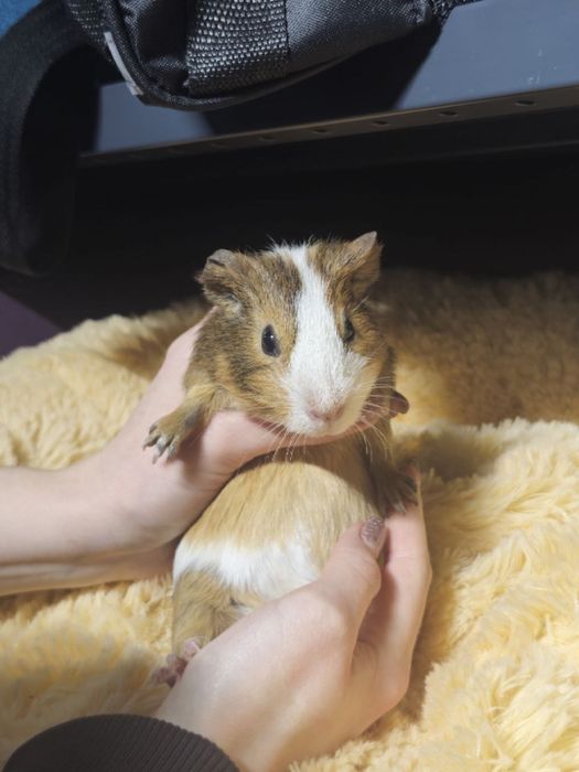 Милі морські свинки