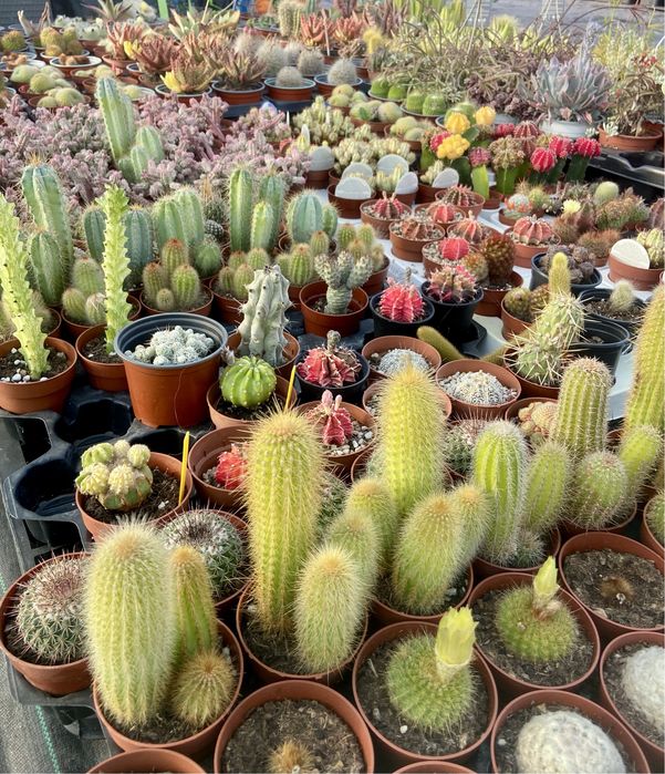 Lote de cerca de 5.000 cactos suculentas – ideal para revenda