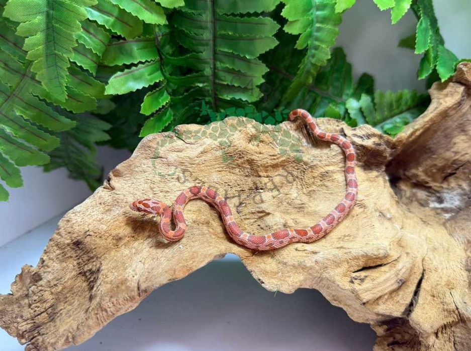 Wąż zbożowy węże zbożowe Koszalin