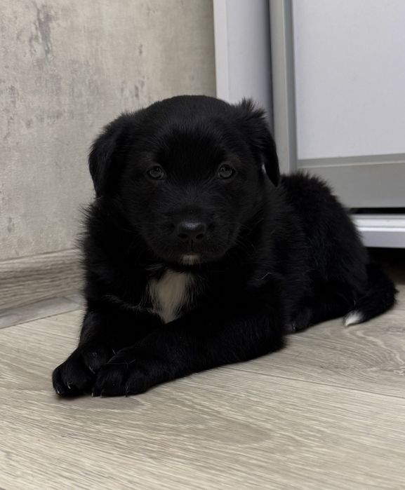 Даром прекрасные щеночки.