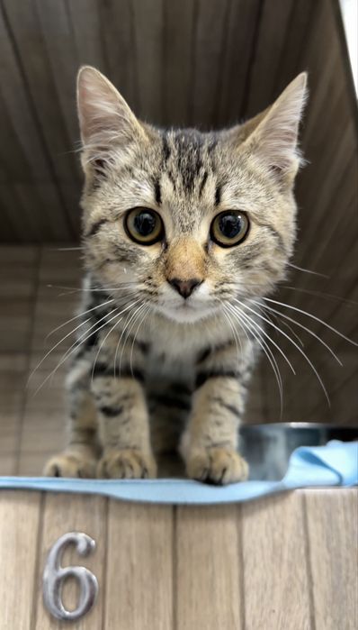 Шукаю родину для кошеняти! 4 міс, хлопчик на імʼя Будяк.
