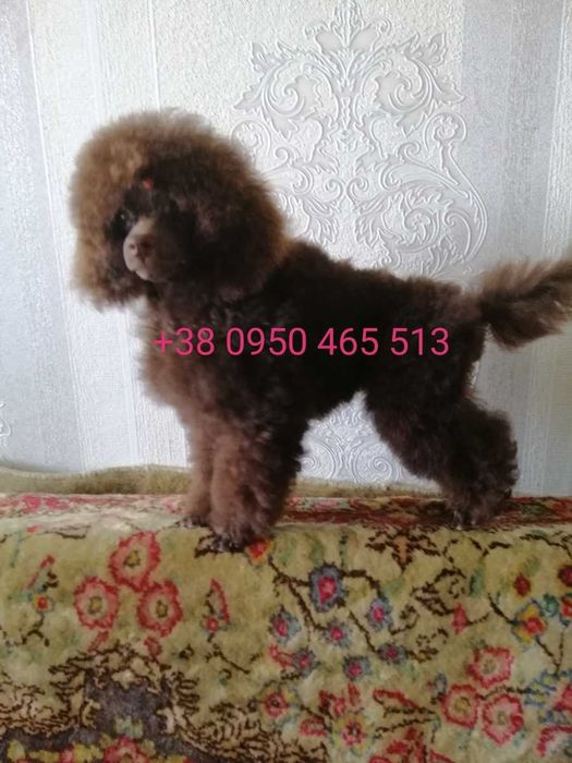 Вязка. Мелкий той пудель.