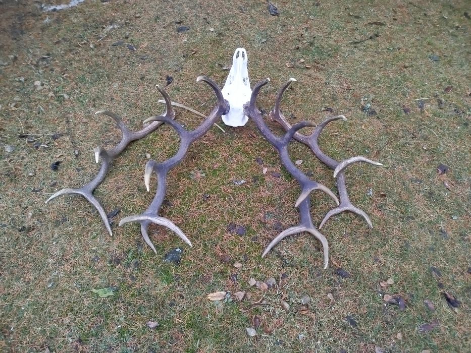 Poroże,Wieniec jelenie myłkus+ para