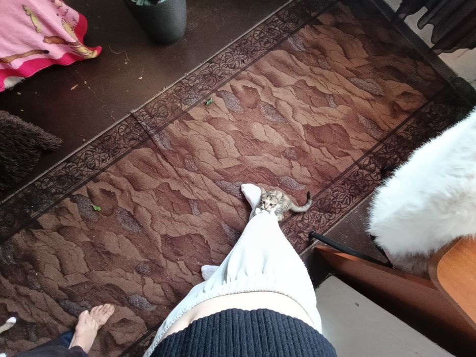 віддамо кошенятт
