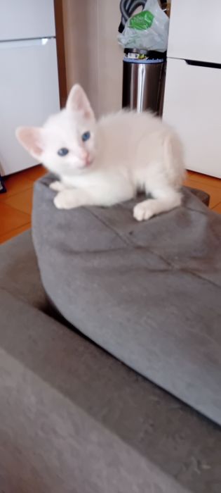 Animais  gatos adoção