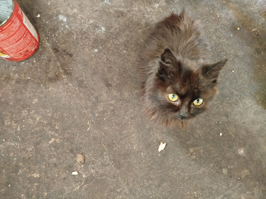 Отдадим котят в хорошие руки