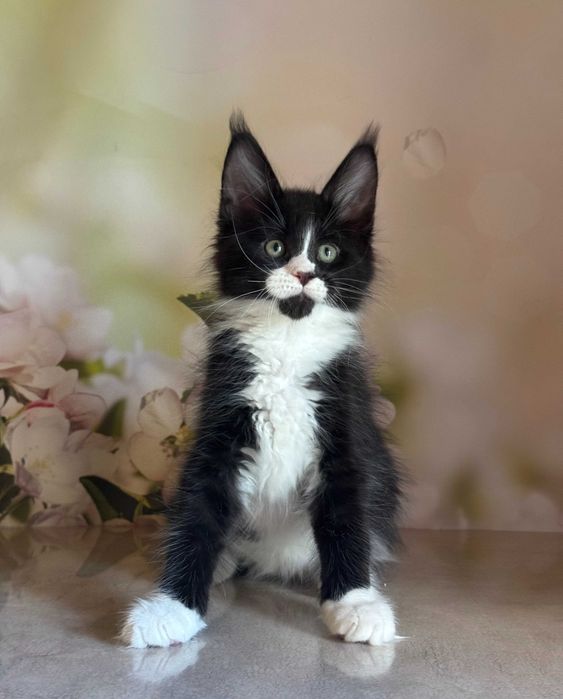 Kocurek Maine Coon Amigo