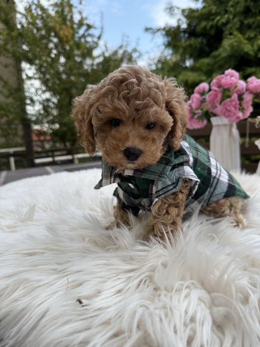 Справжні мальтипу чіп паспорт