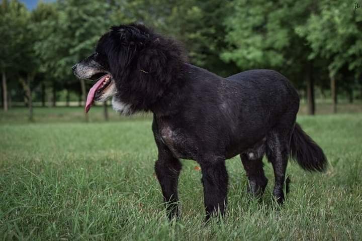 Piękny i bardzo kochany psiak musi znaleźć Dom! Czy Go znajdzie?