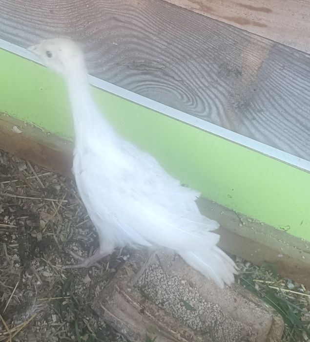 Indyczki polecam