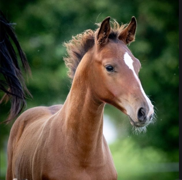 Malowany ogierek z dobrym rodowodem