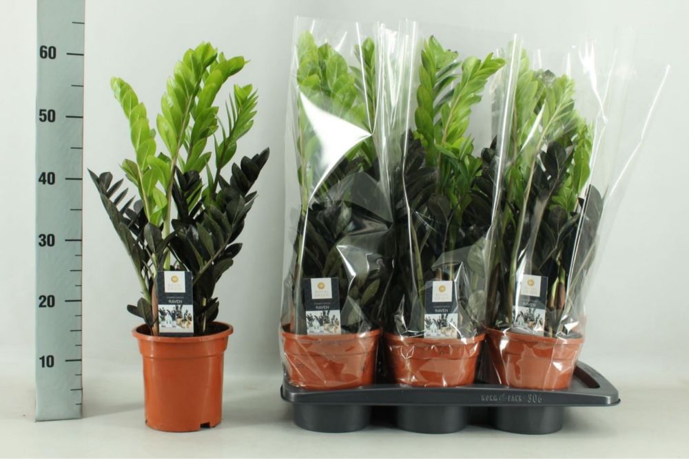 Заміокулькас,дифенбахія,лавр