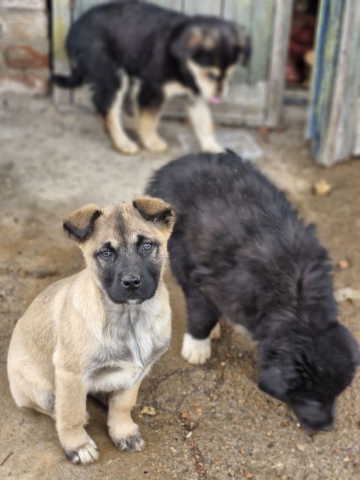 Цуценята шукають домівку