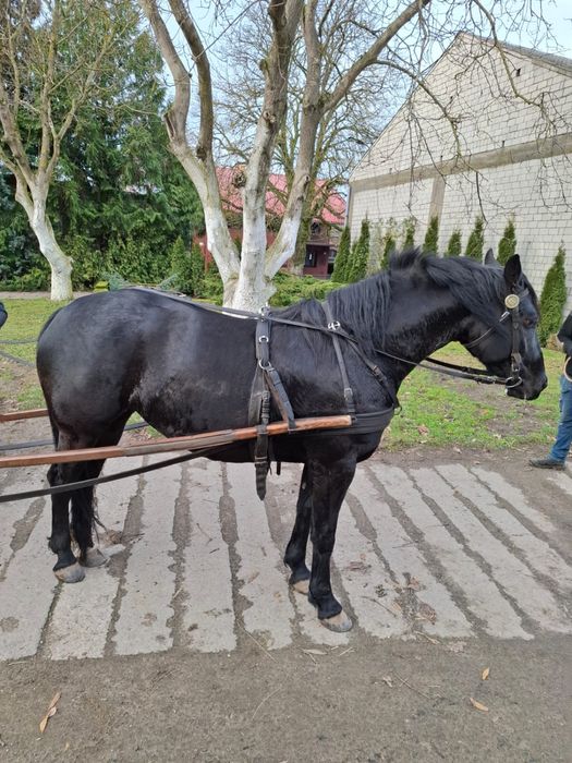 Kara klacz 5 lat po ogierze Epolet