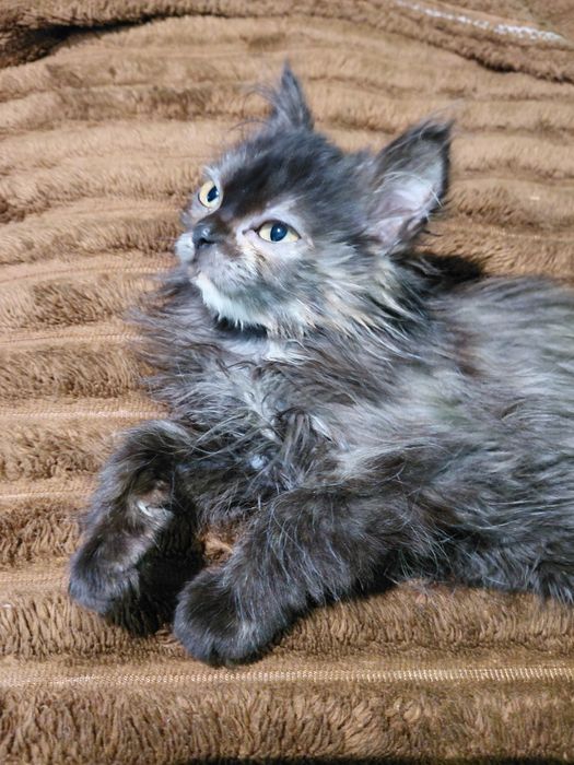 кошенята безкоштовно