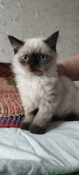Персидский гималайский котенок мальчик