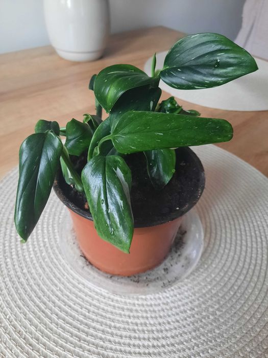 Monstera Cobra/Standleyana