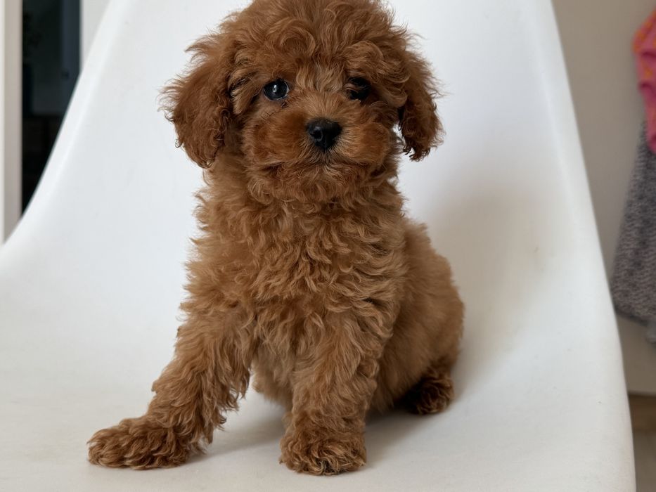 Cavapoo - suczka ;)