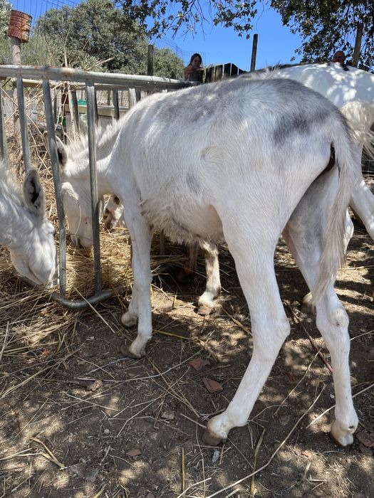 Burros machos