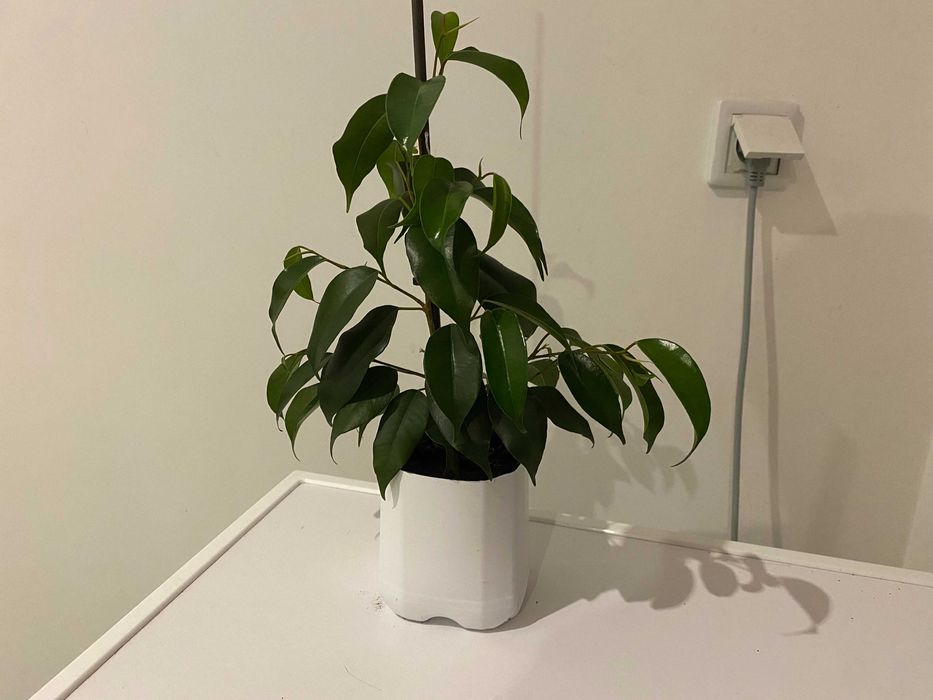 Fikus (Ficus, Figowiec) Benjamina — Daniel
