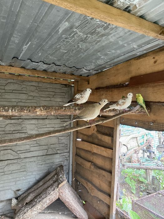 Cukrówki Synogarlice